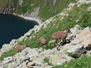 62 Stambecchi risalgono dal lago dopo aver bevuto